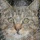 Illustration for article titled Pentagon Official Abuses Power in Pursuit of Cat Care